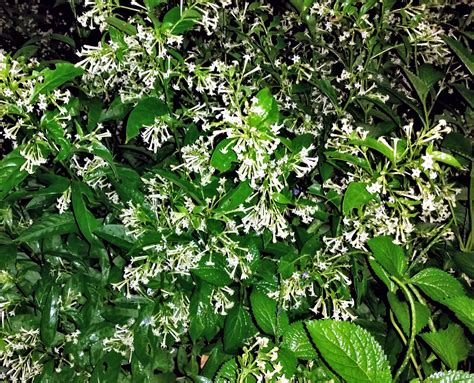 night blooming jasmine scent